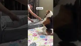 Doodle thinks all of this is for him 