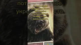 Что делать при встречи с медведем? 