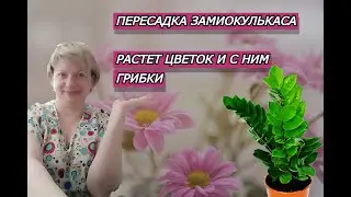 ПЕРЕСАДКА ЗАМИОКУЛЬКАСА | УСПЕШНАЯ РЕАНИМАЦИЯ ЗАМИОКУЛЬКАСА