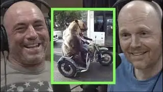 Joe Rogan & Bill Burr Watch Crazy Bear Videos