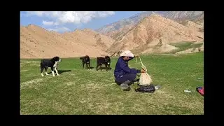 Овцы и аборигенные САО Таджикистана Музаффара в Ходжабулбулон, р-н Рудаки