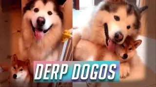 Animals and pets Being DERPS #8 (Dogo Goodness)