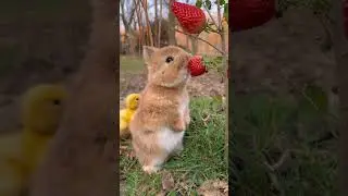 Little rabbit chirps, chirps, eats strawberries, cute pet, rabbit, cute little pastoral pet