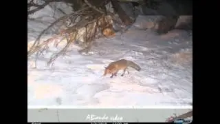 Fauna selvatica Alpi Liguri