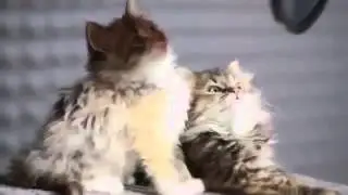 Котики поют для вас!