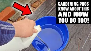 Gardening Pros Know About This AMAZING Technique To Ensure Strong Healthy Plants & Now You Do Too!