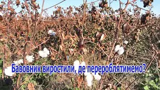 Аграрії Одещини успішно завершили експеримент з вирощування бавовника: що далі