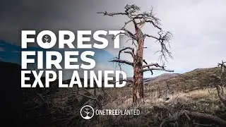 What Are Wildfires and How Are They Caused? | One Tree Planted