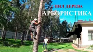 Арбористика. Первые шаги | Промышленный альпинизм