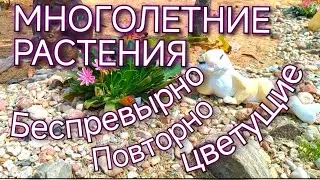 ПОВТОРНО И БЕСПРЕРЫВНО ЦВЕТУЩИЕ РАСТЕНИЯ