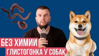 5 способов защитить собаку от глистов