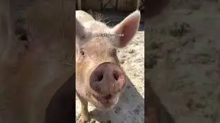 Reasons Pigs Are Just Like Dogs