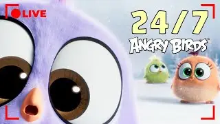 🔴 Angry Birds Live 24/7 | All Episodes & Series