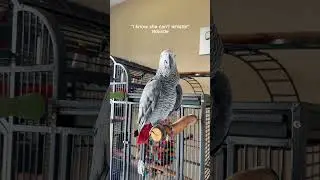 Gizmo wasn’t feeling the compliments today!! #talkingparrot #funnyparrot #africangray #birds