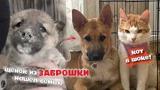 Щенок из ЗАБРОШКИ подружился с КОТОМ в семье.