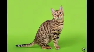 Реакция кошки на видео и игры для котов.Cat reactions to movies and games for cats #bengalcat