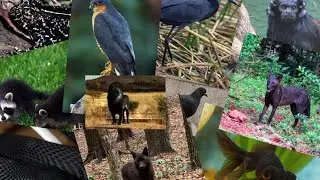 4 Minutes of Beautiful and Black Rare Animals || Part 2