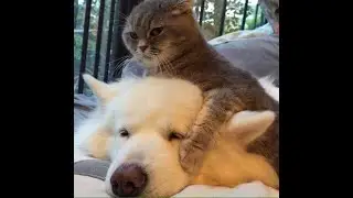 😺 Ты только мой! 🐕 Смешное видео с собаками, кошками и котятами! 😸