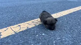 Abandoned tiny puppy follow me, he was barely walking, trembling, and crying for help!