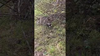 Кот Чувачок в белых тапочках шпрофтового окраса 