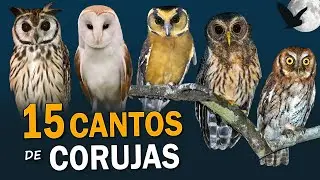 15 SONGS of BRAZILIAN OWLS | Corners PLANETA AVES