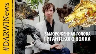Гигантский волк обнаружен в  Якутии. Ярослав Попов 