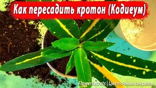 Как пересадить кротон (Кодиеум). Земля для пересадки. Кодиеум Sunny star (Санни Стар)  flowersecrets
