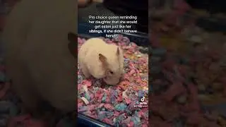 Toxic narcissistic mothers be like… #hamster #hamsterbaby #syrianhamster