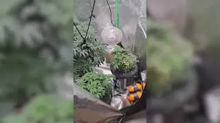 На территории государств-членов ОДКБП проведена антинаркотическая операция 