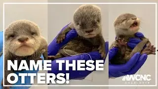 Name otter pups at North Carolina Aquariums