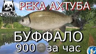 🌟РЕКА АХТУБА 🌟 БУФФАЛО - 900 СЕРЕБРА ЗА ЧАС 🌟Русская Рыбалка 4 (РР4)🌟