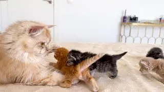 Dad Cat Loves his Baby Kittens