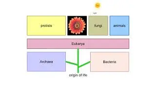 Life's diversity Animation