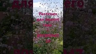 Растения для вашего сада 🌺🌺🌺