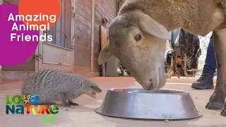 Mongoose And Sheep Have The Perfect Friendship | Love Nature Kids