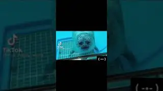 ТЮЛЕНЬ УДАРИЛСЯ В СТЕКЛО