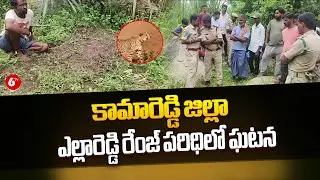 Kamareddy Latest News : కామారెడ్డి జిల్లా ఎల్లారెడ్డి రేంజ్ పరిధిలో ఘటన | 6TV