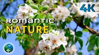 Blooming garden | Spring Gardens Blossom | Beautiful Video with Nature Sounds and Music | 
