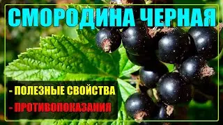 Черная Смородина польза и вред для здоровья / Смородина полезные свойства и противопоказания