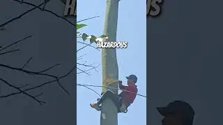 Cutting a Tree without Safety Gears #treefelling #chainsawman #arborist