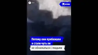 Медвежата пришли за помощью