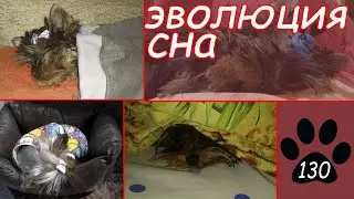 СОН СОБАКИ. Как меняется время сна собаки? От чего зависит и почему собака плохо спит?