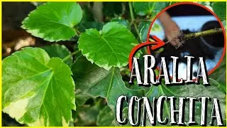 REPRODUCE TU ARALIA CONCHITA | Paso a Paso