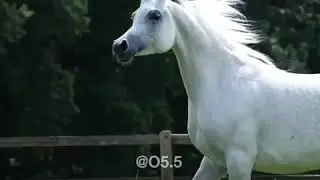 جمال الخيل العربي الاصيل 😍 / رمضان كريم 🌙🌹