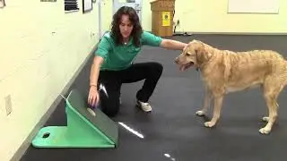 Super Duper Flyball Training Video | Train Your Dog