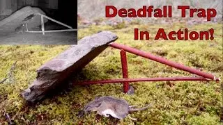 How to make a figure 4 deadfall trap. Deadfall Trap in action catching mice.