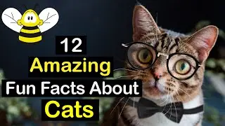 12 Amazing Fun Facts about Cats (Share & Educate Your Cat Lovers Friends)