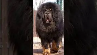 Top 10 Biggest Dog Breeds In The World #shorts