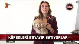 Köpekleri saç boyası ile boyayıp cins köpek diye satıyorlar !