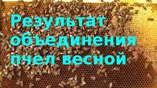 Результат объединения пчел весной.